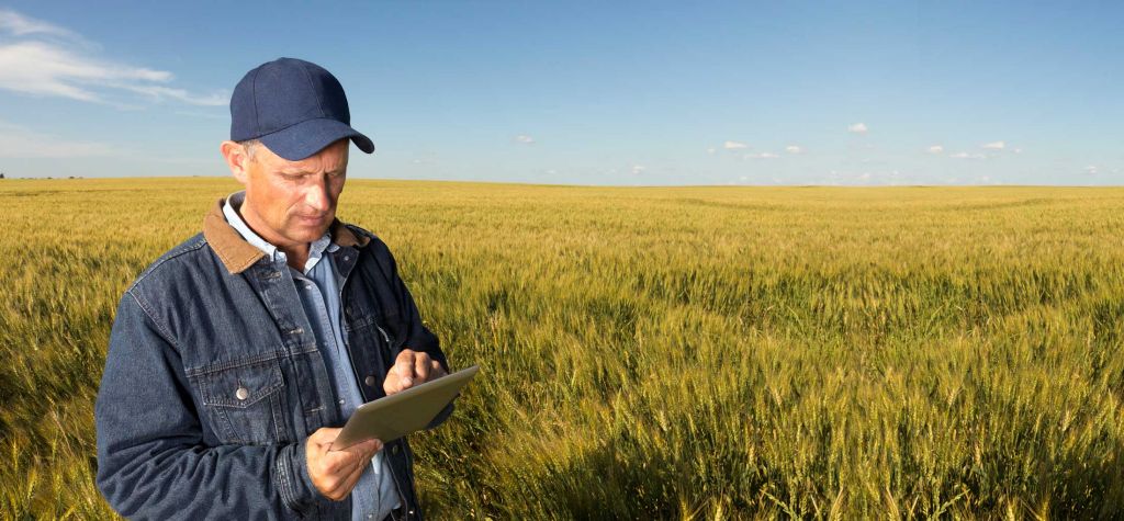 Farmer in wheat field- environmental information management for Agricultural industry